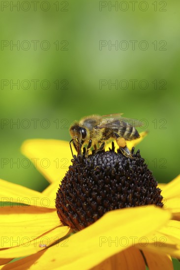 European honey bee (Apis mellifera), collecting nectar from a yellow coneflower (Echinacea paradoxa), Wilnsdorf, North Rhine-Westphalia, Germany
