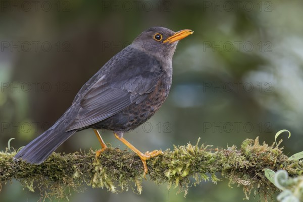 Island Thrush (Turdus poliocephalus) perched on a branch in Papua New Guinea
