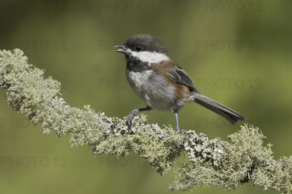 Chestnut-backed Chickadee (Poecile rufescens) singing, British Columbia, Canada