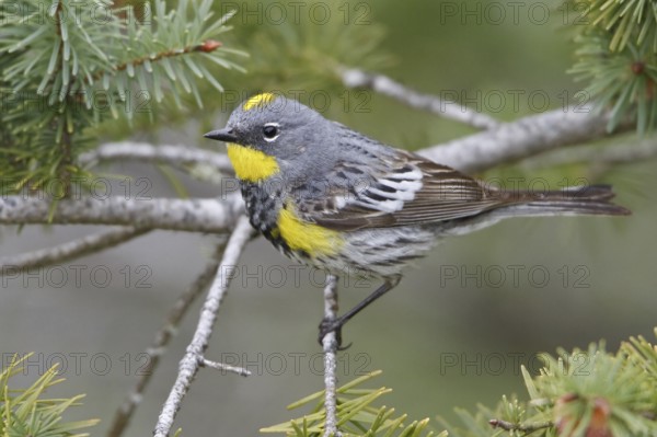Audubon's Warbler (Setophaga auduboni), British Columbia, Canada