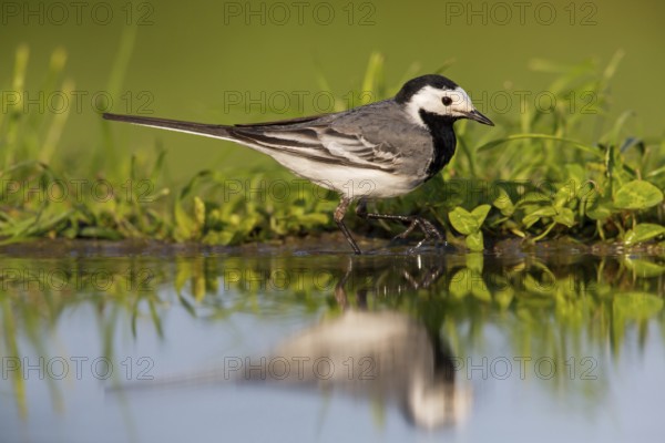White wagtail, (Motacilla alba), animals, birds, family of wagtails and pipits, Beindersheim, Bad Dürkheim district, Rhineland-Palatinate, Federal Republic of Germany