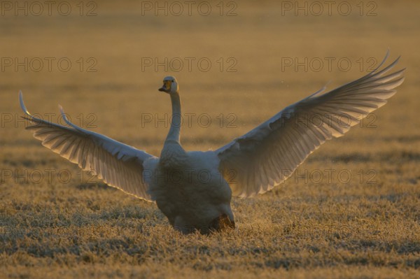 Whooper Swan (Cygnus cygnus) flapping, North Rhine-Westphalia, Germany