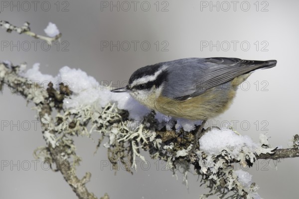 Red-breasted Nuthatch (Sitta canadensis), Minnesota, USA