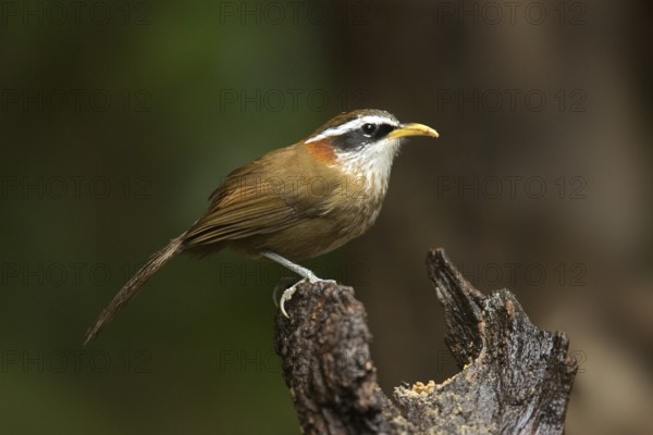 Streak-breasted Scimitar Babbler (Pomatorhinus ruficollis), Yunnan, China
