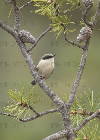 Pygmy Nuthatch (Sitta pygmaea) perched on a conifer branch, Colorado, USA