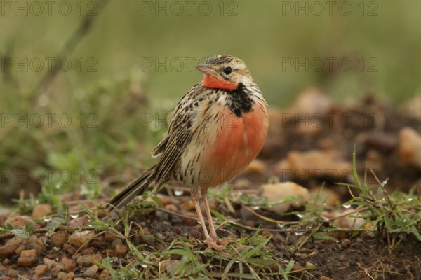 Rosy-throated Longclaw (Macronyx ameliae) male perched on the ground, Masai Mara, Kenya