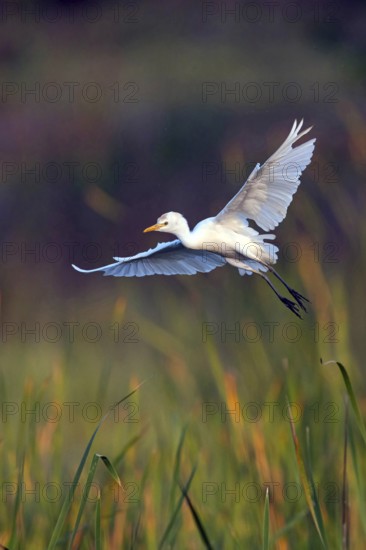 Cattle egret (Bubulcus ibis), flight photo, Raysut, Salalah, Dhofar, Oman