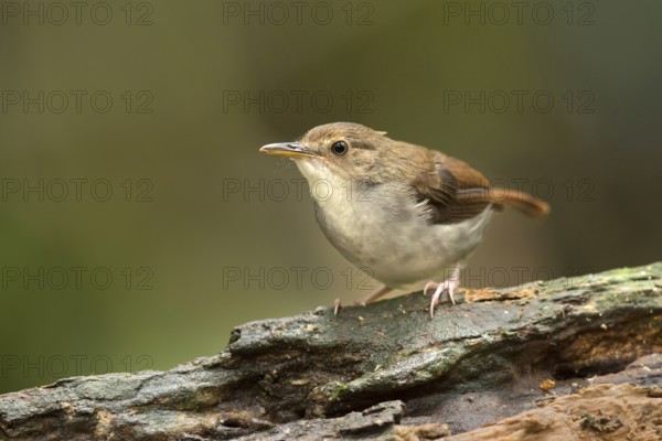 White-chested Babbler (Trichastoma rostratum), Selangor, Malaysia