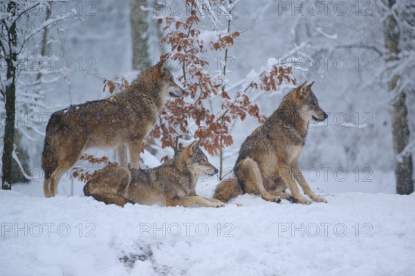 Three wolves in the wintry forest, lingering in the bright snowy landscape, Winter, Wolf (Canis lupus), Germany