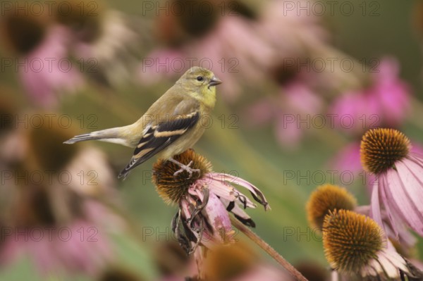 American Goldfinch (Spinus tristis) female, Ohio, USA