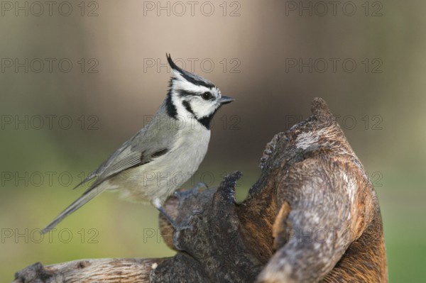 Bridled Titmouse (Baeolophus wollweberi), Arizona, USA