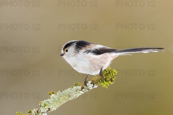 Long-tailed Tit (Aegithalos caudatus), sitting on a lichen-covered branch, Wildlife, Animals, Birds, Tits, Siegerland, North Rhine-Westphalia, Germany