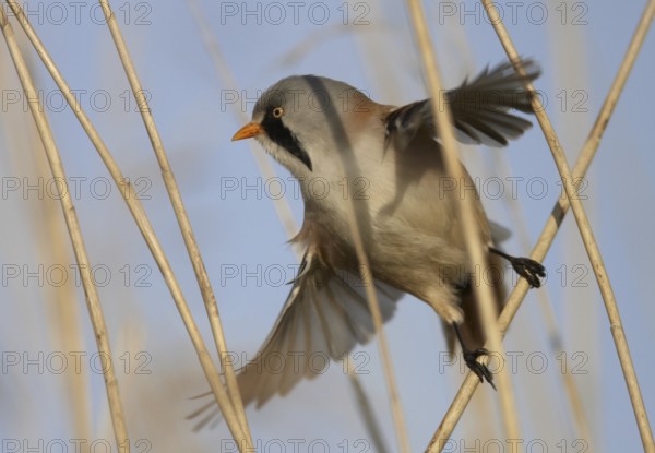 Bearded Reedling (Panurus biarmicus) male, Schleswig-Holstein, Germany