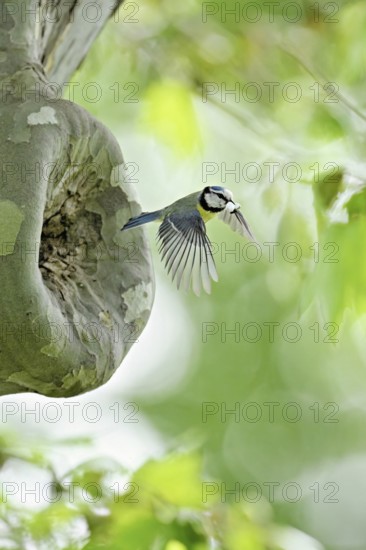 Blue tit (Parus caeruleus), with faeces in its beak on departure from the breeding den, Canton Zug, Switzerland