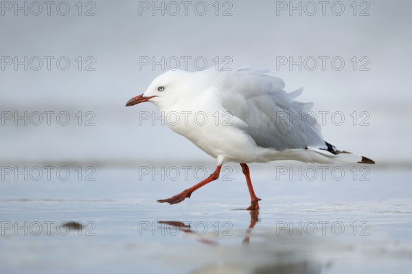 Silver Gull (Chroicocephalus novaehollandiae), Victoria, Australia