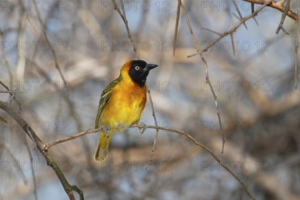 Lesser Masked Weaver, Ploceus intermedius