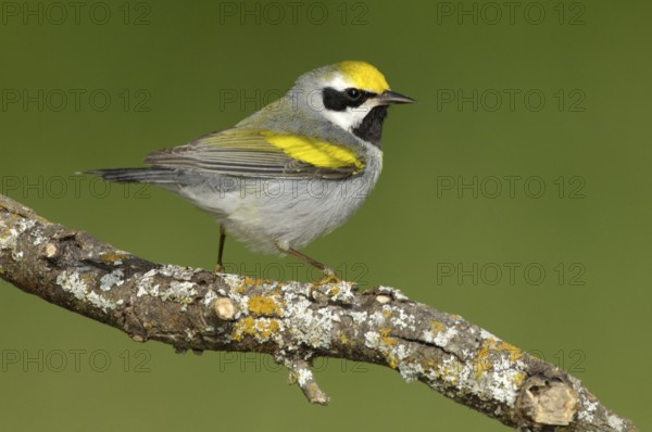 Golden-winged Warbler (Vermivora chrysoptera), Texas, USA