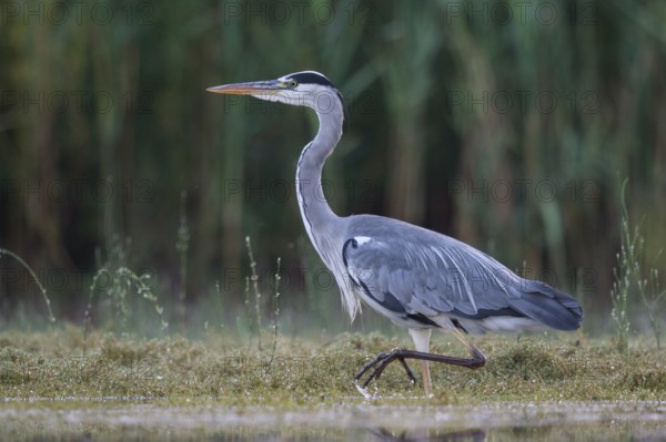 Grey Heron (Ardea cinerea) foraging, North Rhine-Westphalia, Germany