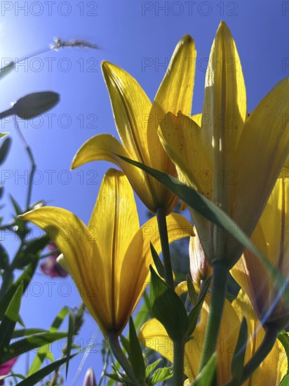 Yellow lily (Lilium cultorum) in front of a blue sky, photographed from a frog's perspective