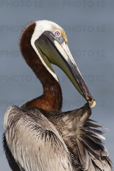 Brown Pelican (Pelecanus occidentalis) preening, Florida, USA