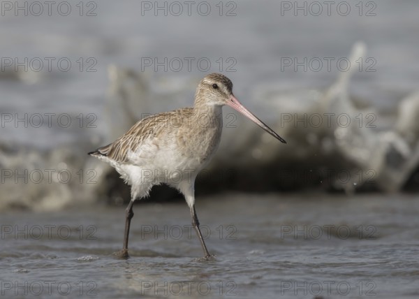 Bar-tailed Godwit (Limosa lapponica) foraging, Gambia