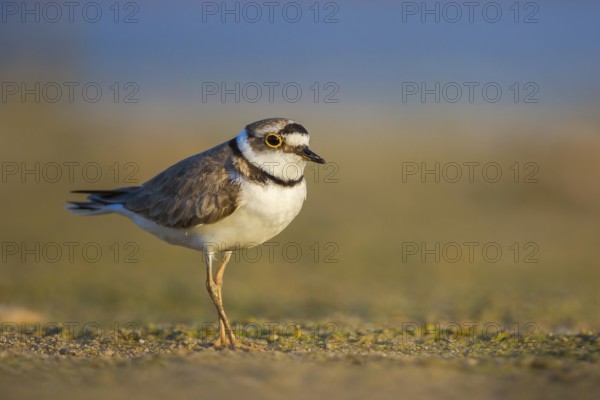 Little Ringed Plover (Charadrius dubius) female foraging, North Rhine-Westphalia, Germany