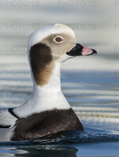 Long-tailed Duck (Clangula hyemalis) male, Alaska, USA