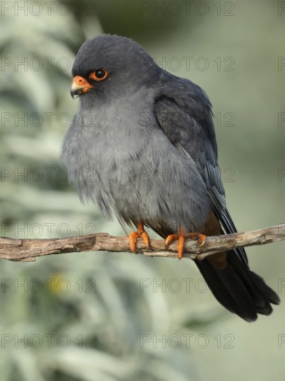 Red-footed Falcon (Falco vespertinus) male Hungary