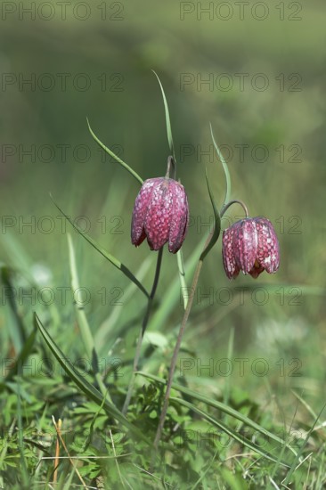 Snake's head fritillary (Fritillaria meleagris), in a meadow, Wilden, North Rhine-Westphalia, Germany