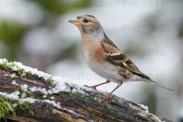 Brambling (Fringilla montifringilla) female perched on a branch, Lower Saxony, Germany