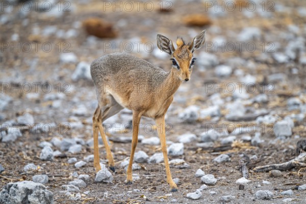 Damara dik-dik or kirk dik-dik (Madoqua kirkii), adult animal in the undergrowth, Etosha National Park, Namibia