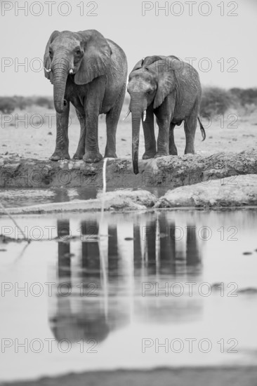 African elephant (Loxodonta africana), two elephants drinking at a waterhole, reflection, black and white photograph, Nxai Pan National Park, Botswana