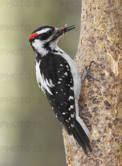 Hairy Woodpecker (Leuconotopicus villosus) male, British Columbia, Canada