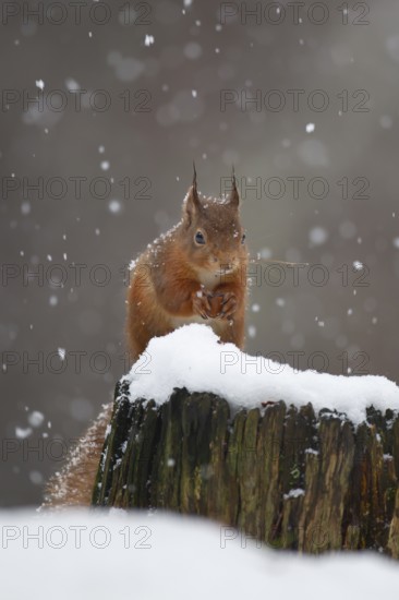 Red squirrel (Sciurus vulgaris) adult animal feeding on a nut on a tree stump covered in snow in winter, Scotland, United Kingdom