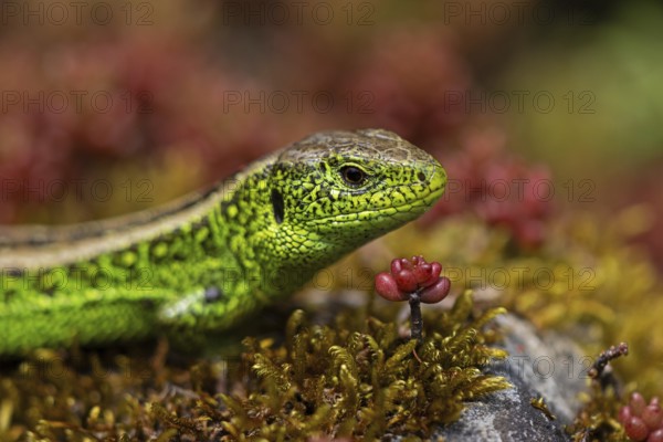 Sand lizard, (Lacerta agilis), climbs on rock, animal, animals, reptile, reptiles, scaly lizards, lizard, sand lizard, true lizards, male, Baden-Württemberg, Federal Republic of Germany