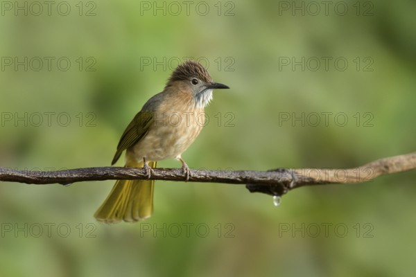 Mountain Bulbul (Ixos mcclellandii), Yunnan, China