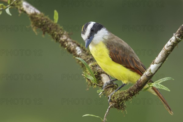 Great Kiskadee (Pitangus sulphuratus) perched on a branch in Costa Rica