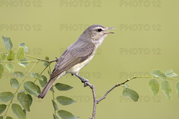 Warbling Vireo (Vireo gilvus), Maryland, USA