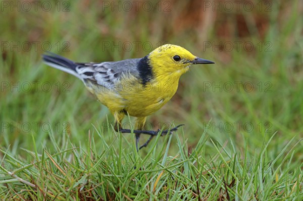 Citrine wagtail, (Motacilla citreola), foraging in a biotope, Middle East, Oman, songbird, family of stilts and pipits, Raysut, Salalah, Dhofar, Oman