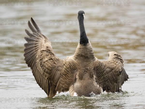 A Canada goose flaps its wings after plumage care, Ümminger See, Bochum, North Rhine-Westphalia, Germany