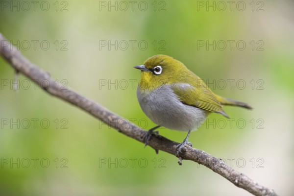 Cape white-eye (Zosterops virens), Garden Route National Park, Wilderness Section, Wilderness, Western Cape, South Africa
