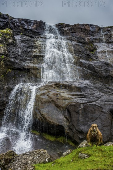 Shetland sheeps before a Waterfall in Estuyroy, Faroe islands, Denmark
