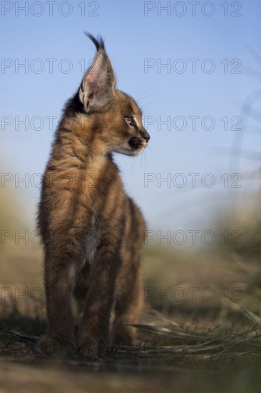 Caracal (Caracal caracal) cub standing in shade and observing, Castile-La Mancha, Spain