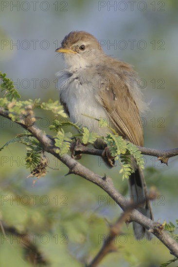 Rufous-fronted Prinia (Prinia buchanani), India