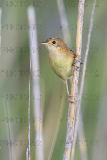 Golden-headed Cisticola (Cisticola exilis) female perched on reeds, Victoria, Australia
