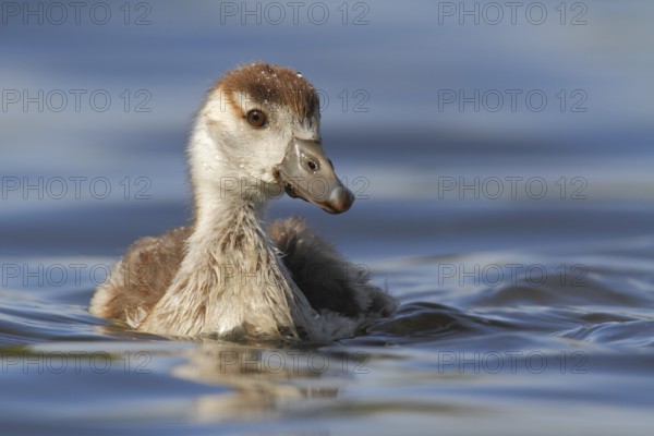Egyptian Goose (Alopochen aegyptiaca) juvenile, North Rhine-Westphalia, Germany
