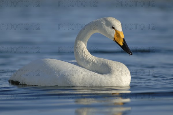 Whooper Swan (Cygnus cygnus), Hokkaido, Japan