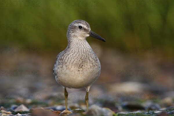 Red Knot (Calidris canutus), Schleswig-Holstein, Germany