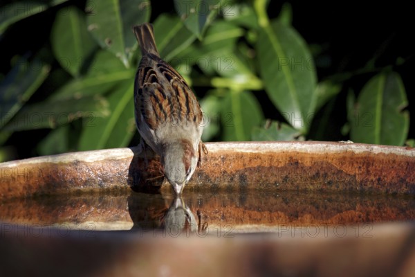 House sparrow (Passer domesticus), male, thirst, bird bath, The sparrow drinks water and its head is reflected in the water surface