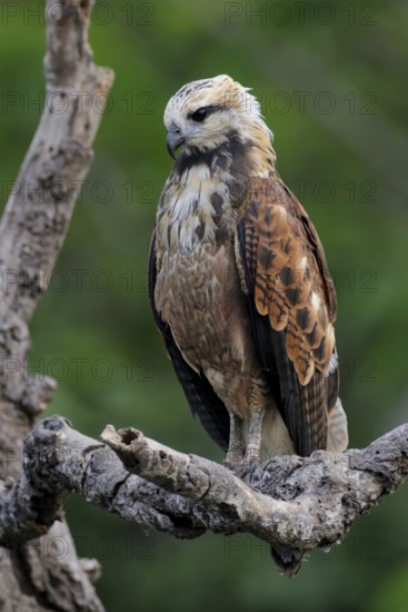 Black-collared Hawk (Busarellus nigricollis), Pantanal, Brazil